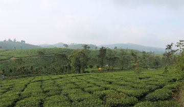 viaje al sur de la India con guía