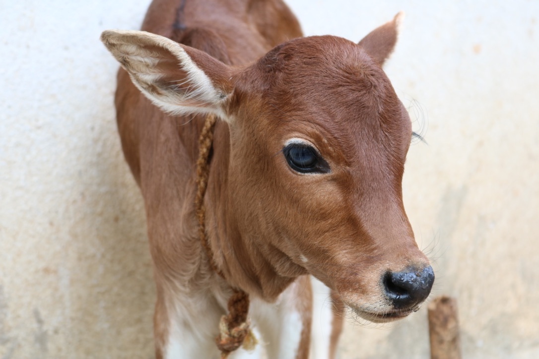 viajes a sur de India con las mejores agencias