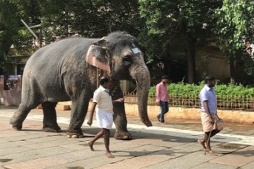 viaje en grupo al sur de india