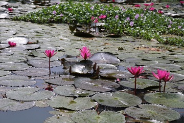 circuitos por sur de India