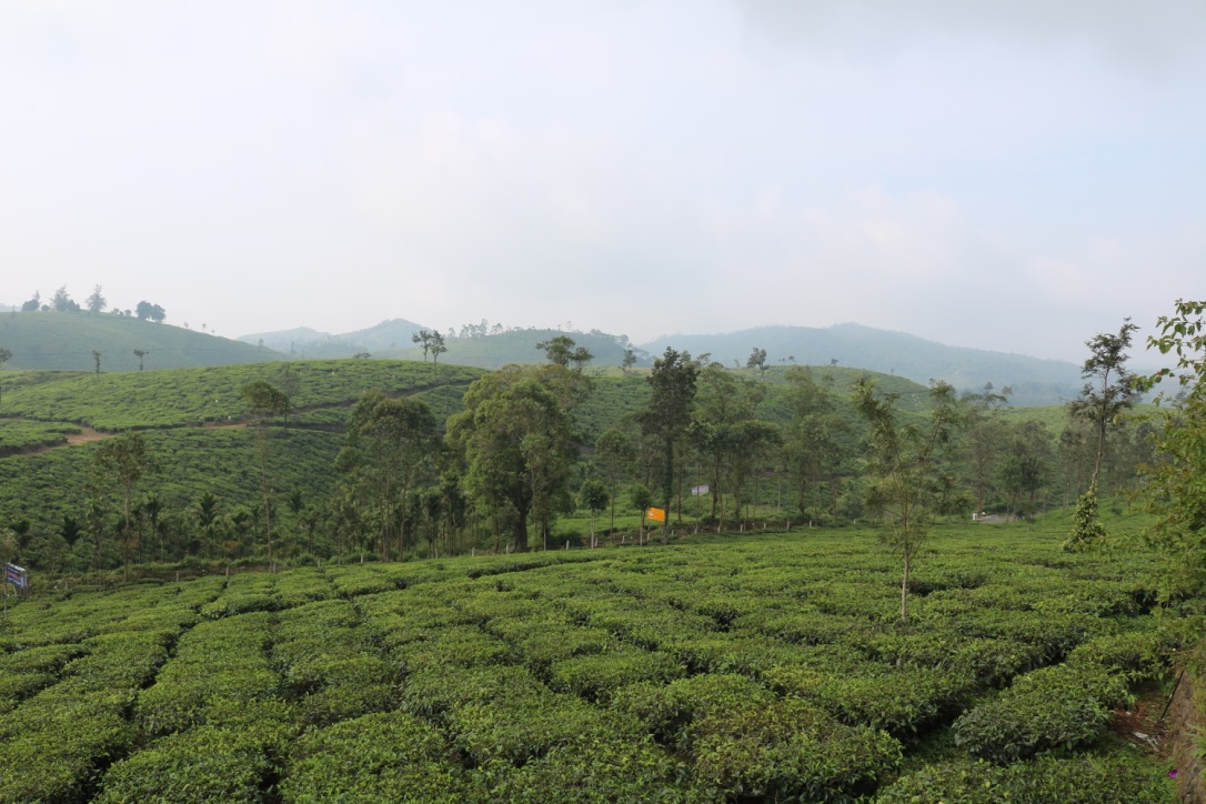 viaje al sur de la India con guía