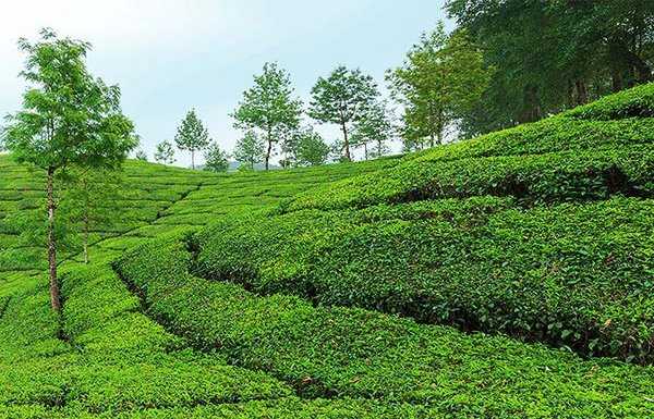 Viaje al sur de la India con guía